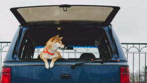 A dog with a red collar looks out of the open trunk of a blue car.
